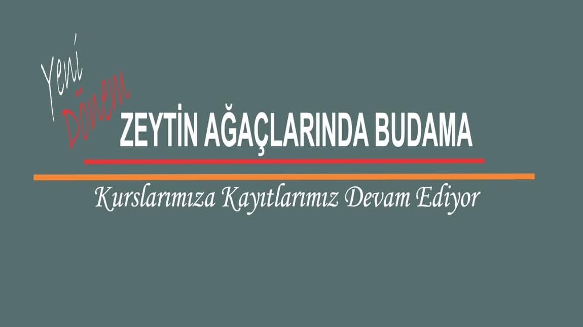 Zeytin Ağaçlarında Budama Kursumuz Başlıyor